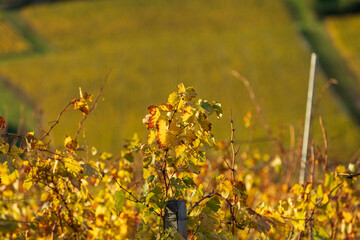 Obraz premium Paysage Aveyron Occitanie