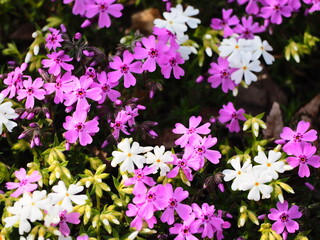 春の花　芝桜