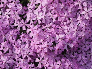 春の花　芝桜