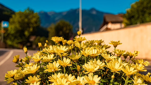 Euryops chrysanthemoides, African bush daisy, on a sunny summer day at St Johann, San Giovanni, Ahrntal valley, Pustertal, Trentino, Bozen, South Tyrol