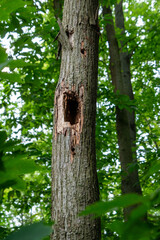 Tree with a large hole in the trunk