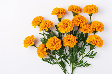 bouquet of orange marigolds aesthetics style white background