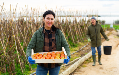 Obraz premium Positive Asian woman gardener holding wooden box full of tomatoes in vegetable garden. Man carrying bucket in background..