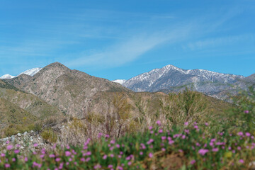 View of snow on the San Gorgonio Mountain from the Mission Creek Preserve in Desert Hot Springs,...