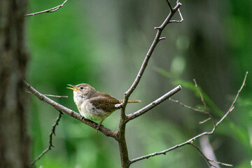 Birdsong