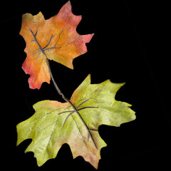 maple leaf on a black background