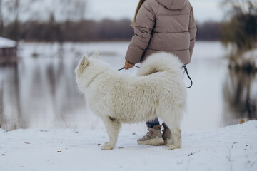 A girl walks with her beloved pet Samoyed in winter on the shore of a lake in the park.