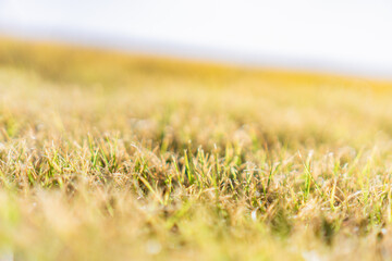 芝生　イメージ