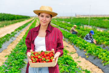 Positive woman picking strawberries on farm field