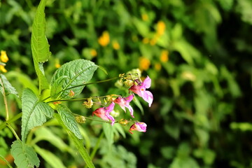Bunch of himalayan balsams