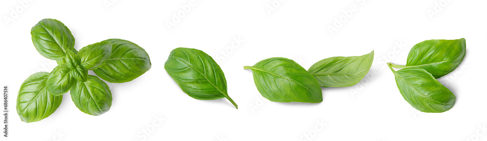 Wall mural basil leaves isolated on white, transparent background, png. set, collection of different position b