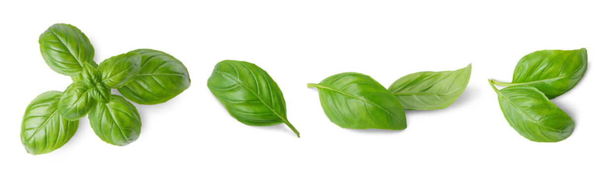 Basil leaves isolated on white, transparent background, PNG. Set, collection of different position basil green fresh leaves. Healthy eating, aromatic herb, food ingredient, spice for culinary