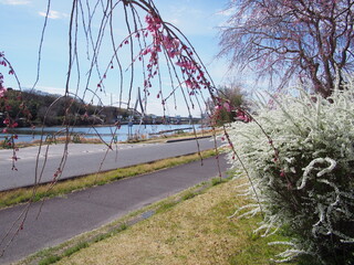 花が咲く春の水源公園の風景