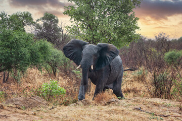 angry african elephant displaying threatening behavior walking in the rain in the bush, Chobe , Botswana