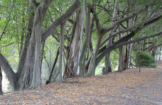 Group of tree trunks next to a path landscape