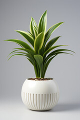 Plant in a pot. Portrait. Ideal for advertising or banner.