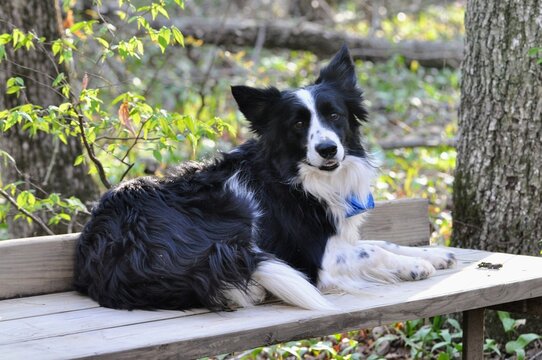 border collie dog