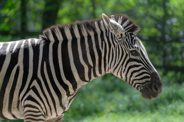 Fototapeta na wymiar Grants Zebra Head (Equus quagga boehmi)