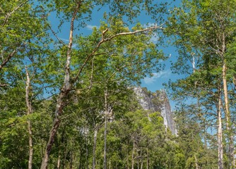 Trees in the woods