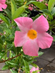 Fototapeta premium Pink Mandevilla Flower