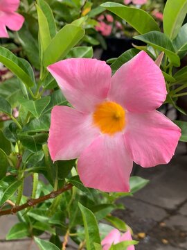 Pink Mandevilla Flower