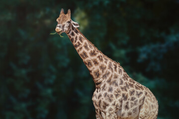 Giraffe eating plants (Giraffa camelopardalis)