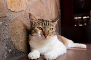 Obraz premium Portrait of a cat lying on the floor in front of a stone wall