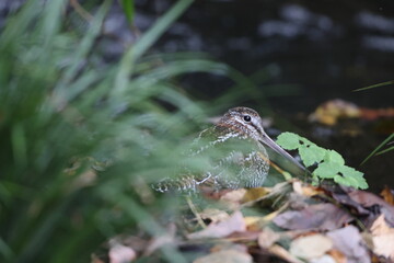 The solitary snipe (Gallinago solitaria) is a small stocky wader. It is found in the Palearctic from northeast Iran to Japan and Korea. This photo was taken in Japan.