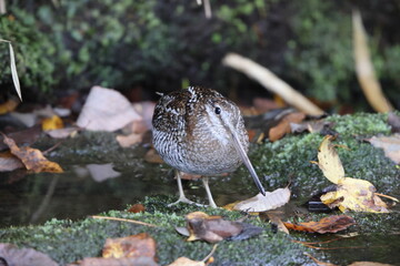 The solitary snipe (Gallinago solitaria) is a small stocky wader. It is found in the Palearctic from northeast Iran to Japan and Korea. This photo was taken in Japan.