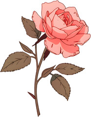 Red Flower Illustration