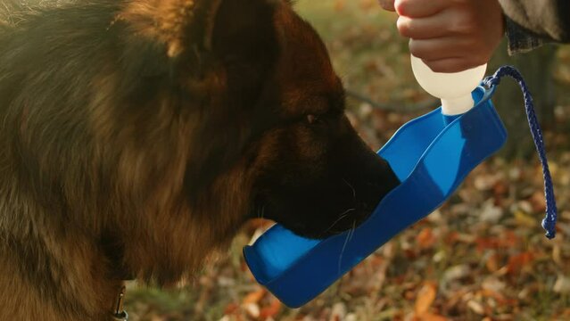 German shepherd dog is drinking from special drinker for dogs in the autumn park back view. Purebred dog. Pet walking in forest. Outdoor.