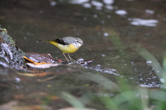 Grey wagtail (Motacilla cinerea) is a member of the wagtail family, Motacillidae. This photo was taken in Japan.