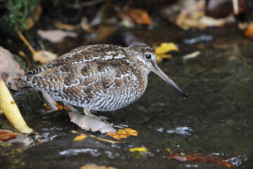The solitary snipe (Gallinago solitaria) is a small stocky wader. It is found in the Palearctic from northeast Iran to Japan and Korea. This photo was taken in Japan.