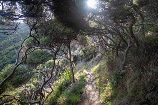 Hiking Path, Cape Brett Peninsula, Northland, New Zealand