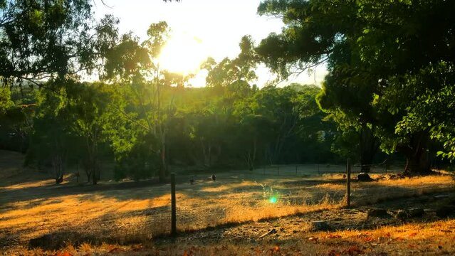 Sunrise over a farm. Sunrise over trees. Sunrise over the Australian outback.