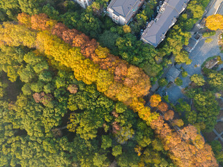 Late autumn scenery of Wuhan East Lake Scenic Area
