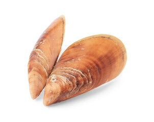 Beautiful seashells isolated on white. Beach object