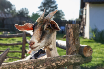 Cute goat inside of paddock at farm