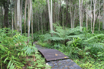 Wooden bridge and stone path through trees, plants and ferns at the Tondoon Botanic Gardens in...