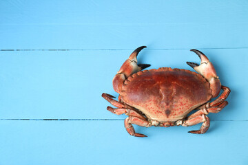 Delicious boiled crab on light blue wooden table, top view. Space for text