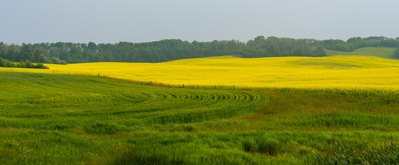 Yellow canola field and green wheat field in summer. 