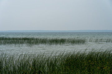 Obraz premium The wetland grasses along the shores in a lake in summer.