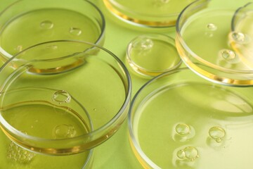 Petri dishes with liquid samples on green background, closeup