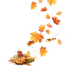 Dry autumn leaves falling into pile on white background
