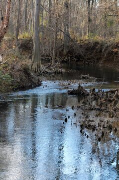 river in the forest