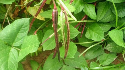 green leaves on a branch peas in a pod