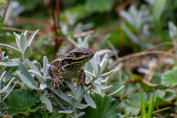 emotional lizard posing on green vegetation