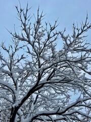 Obraz premium Snow Covered Tree branches in winter