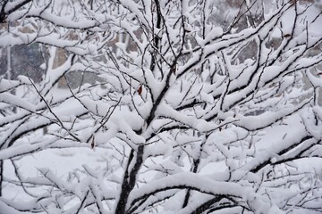 Snow Covered Tree branches in winter