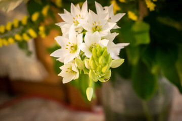 Obraz premium yellow flowers in a garden